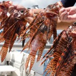 Natural predators could aid lionfish cullers