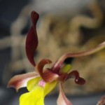 Park has 1,000 orchids for sale