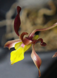 Orchid-1-Long-Brown-Petals-S.jpg