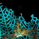 Miniature marvels attract 'macro divers'