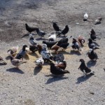 40 pigeons dumped at Spotts