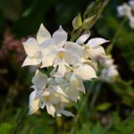 Annual Orchid Show leads to a weekend in full bloom