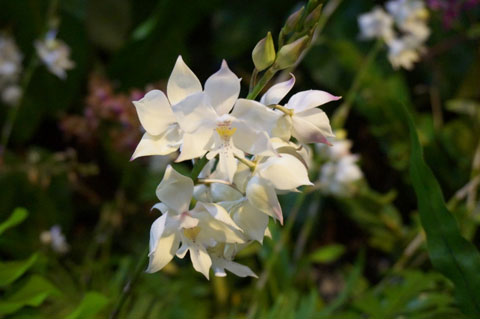 Orchid-Show-S.jpg