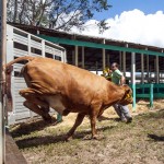 Agriculture Show to celebrate 47 years