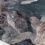 Turtle farm losing less money, but still losing