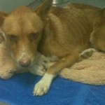 Hundreds of dogs euthanized every year