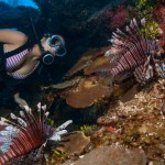 Calls for 'culling team' to fight lionfish threat