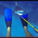 Diver fights off reef shark