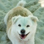 Tracing your dog’s heritage