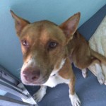 Mistreated dog ready for new start