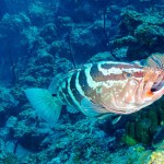Sharks, grouper learn to prey on lionfish