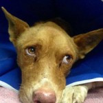 Neglected dog dies after caretaker injured