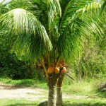 Gardens in paradise: Flower show, plant sale in May