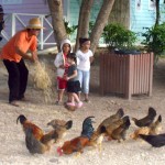 Hundreds of chickens die of botulism