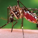 Mosquito Research and Control Unit readies Zika fight