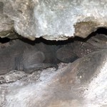 Pristine Brac a treasure trove for scientists