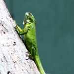 Mystery over dead iguanas