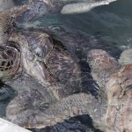 New campaign to end turtle farming