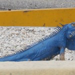 Green iguana painted blue