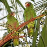 A bird’s-eye view of bird watching