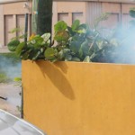 Cayman has first suspected case of chikungunya