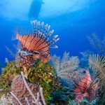 Fishy dilemma for restaurants