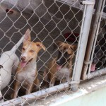 EDITORIAL – Keeping quiet on animal cruelty and crime