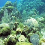 Climate change impacting Cayman’s reefs, UN says