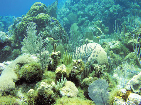Cayman-Cool-Reef-Algae.jpg