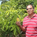 Low mango harvest sours farmers