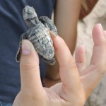 Turtle hatching begins on Little Cayman