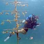 Little Cayman could hold key to reef survival