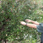 Researchers hunt down mystery plant