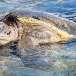 Turtle study aims to inform ‘emotive’ debate