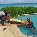 DoE responds to turtle SOS