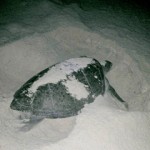 Beachgoers reminded to watch out for hatchlings