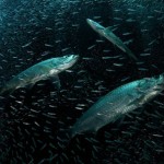 Silversides back in East End