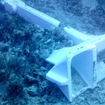 Coral crushed by cruise ship anchor