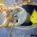 Underwater photo display opens