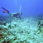 Extent of damage to coral reef revealed