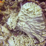 Damage to coral reef raises questions