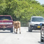 Loose cow creates lunchtime traffic hazard