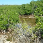 National Trust buys Brac wetlands