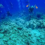 Funding for reef restoration explored