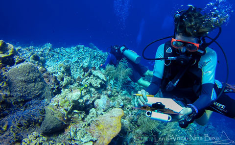 Coral-Reef.jpg
