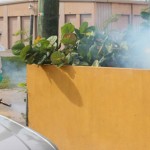 Seventh chikungunya case in Cayman confirmed