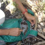 Rock Iguana survey planned