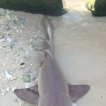 Shark-fishing ban on the way