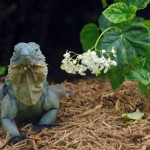 Blue Iguana killed by stray dogs