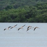 Flamingo flock blown off course